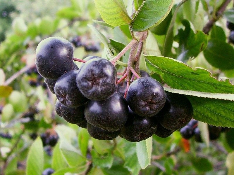 aronia3